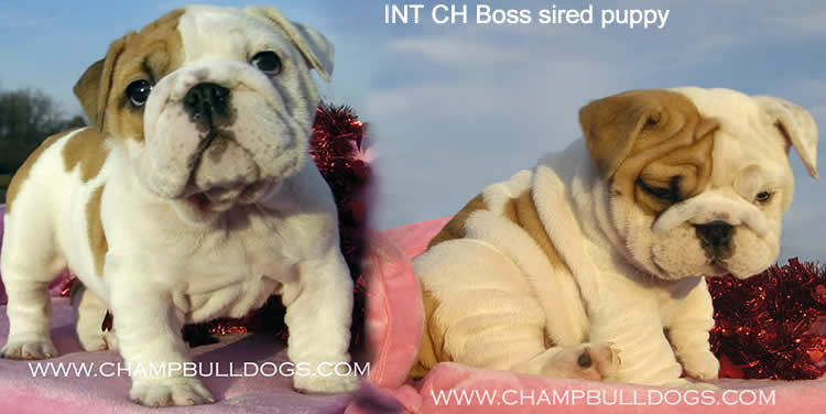 English bulldog puppies